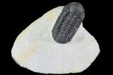 Austerops Trilobite - Ofaten, Morocco #70074-1